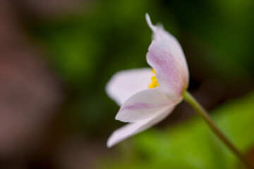 Macro of a beautiful blooming wood anemone  in spring