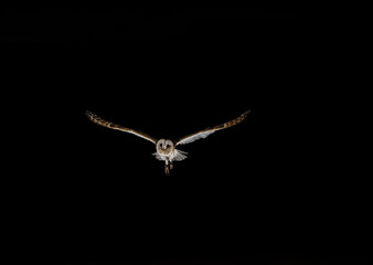 fotografia de una lechuza volando
