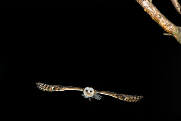 fotografia de una lechuza volando