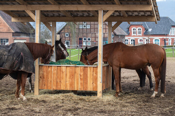 Three horses eating on a farm