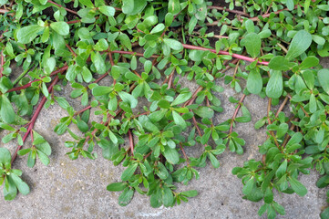 In the soil, like a weed grows purslane (Portulaca oleracea)