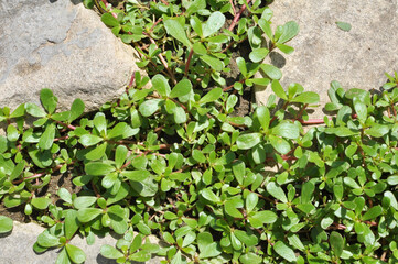 In the soil, like a weed grows purslane (Portulaca oleracea)