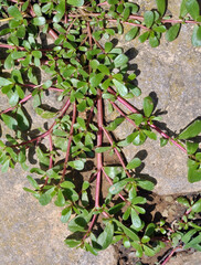 In the soil, like a weed grows purslane (Portulaca oleracea)