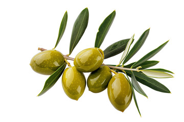 Close-up a olive branch with green leaves and a few shiny gold olives isolated on white background