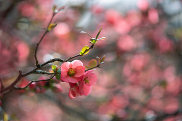 Pink flowers of Japanese quince in the spring. Blur effect with shallow depth of field - 760782430