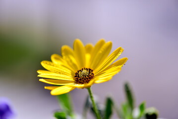 yellow daisy flower