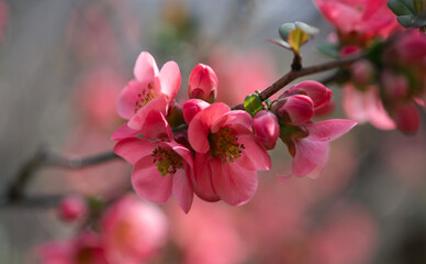 Pink flowers of Japanese quince in the spring. Blur effect with shallow depth of field - 760783678
