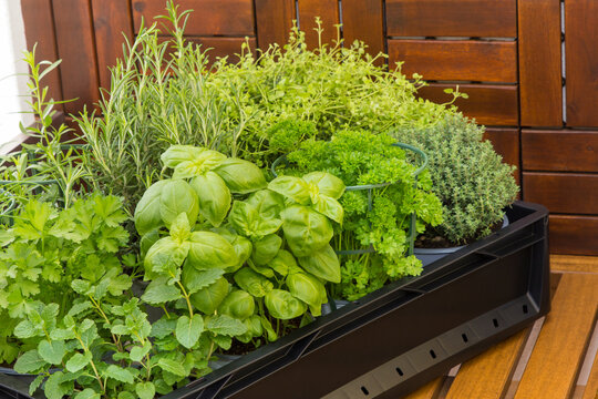 Potting season, time to buy herbs, potted fresh green vegetables, basil, oregano, thyme, parsley, chives, rosemary, tarragon, wood background