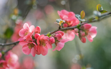 Pink flowers of Japanese quince in the spring. Blur effect with shallow depth of field - 760785251