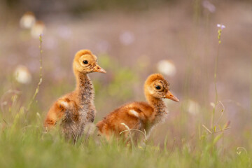 Two baby sandhill cranes (Grus canadensis chicks) near spring wildflowers in Sarasota, Florida