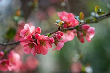 Pink flowers of Japanese quince in the spring. Blur effect with shallow depth of field - 760786650