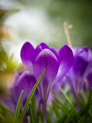 Fototapeta premium Krokusse
