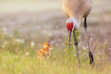 Baby and parent sandhill cranes (Grus canadensis) looking cute together during spring in Sarasota, Florida. These are common birds often seen walking with their chicks.