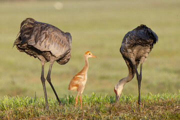 Baby and parent sandhill cranes (Grus canadensis) looking cute together during spring in Sarasota, Florida. These are common birds often seen walking with their chicks.