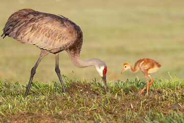 Obraz na płótnie Canvas Baby and parent sandhill cranes (Grus canadensis) looking cute together during spring in Sarasota, Florida. These are common birds often seen walking with their chicks.