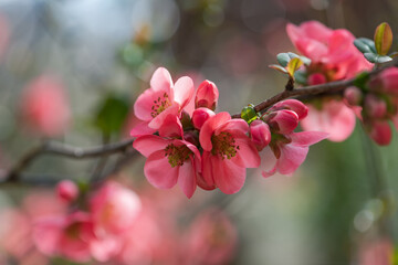 Pink flowers of Japanese quince in the spring. Blur effect with shallow depth of field - 760788050