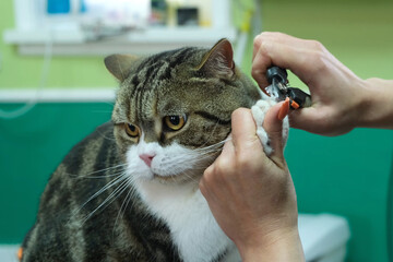 A groomer trims the claws on a cat's paws.
