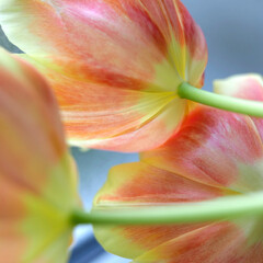 tulipes jaune et orange