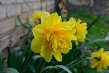 oenothera biennis or donkey or evening primrose yellow flower bush in the floral garden
