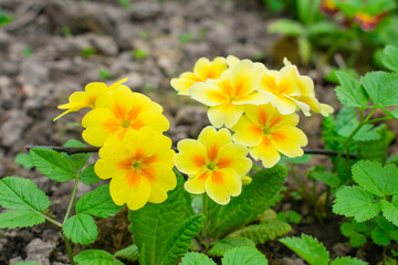 oenothera biennis or donkey or evening primrose yellow flower bush in the floral garden