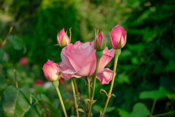Rose flower in the garden on the green backgraund