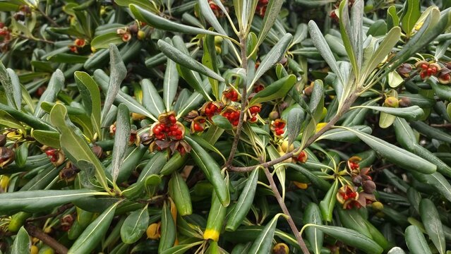 Ripe capers on a tree.