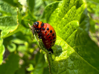 The Colorado potato beetle eats potato petals
