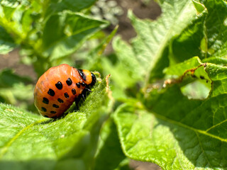 The larva of the Colorado potato beetle eats a potato leaf