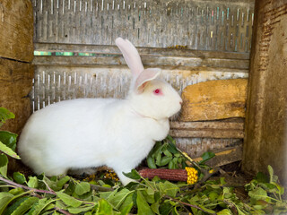 White rabbit with red eyes in a wooden house