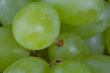 A single grape dances in the spotlight of attention while its blurry siblings form a mysterious backdrop in the background.


