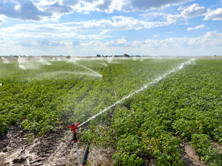 Irrigation system for potato field to increase yield