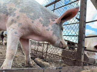 Pink pig with dark spots in pigsty