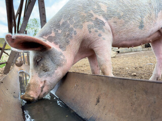 Pink pig drinking water from a trough