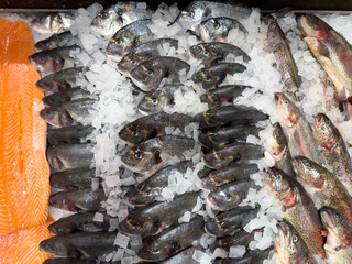 Fresh Trout, Dorado and Salmon on ice on the counter