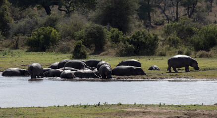 A group of hippo