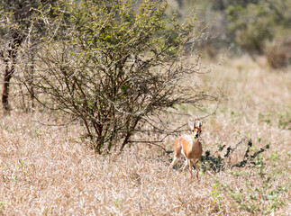 A photo of Raphicerus campestris