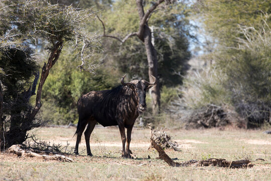 A photo of blue wildebeest