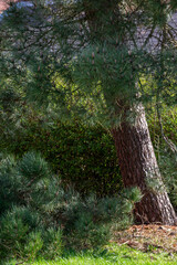 Pine tree in a grass field surrounded by hedgerow, Image also shows a fallen branch off the tree laying in view