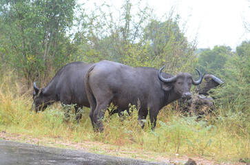 African Buffalo in Kruger National Park, Mpumalanga, South Africa - 760793431