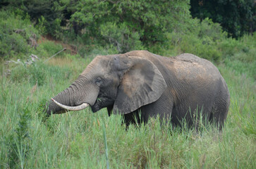 Naklejka na ściany i meble African Elephant in Kruger National Park, Mpumalanga, South Africa