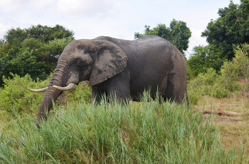 African Elephant in Kruger National Park, Mpumalanga, South Africa - 760793448