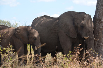 African elephant with her calf in Kruger National Park, Mpumalanga, South Africa - 760793456