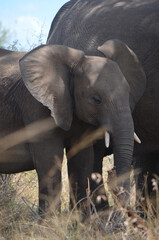 African elephant with her calf in Kruger National Park, Mpumalanga, South Africa - 760793457