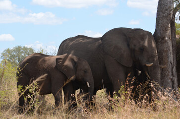 African elephant with her calf in Kruger National Park, Mpumalanga, South Africa - 760793482