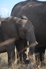 African elephant with her calf in Kruger National Park, Mpumalanga, South Africa - 760793484