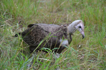 Hooded Vulture in Kruger National Park, Mpumalanga, South Africa - 760793610