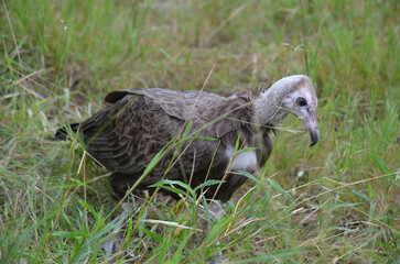 Hooded Vulture in Kruger National Park, Mpumalanga, South Africa