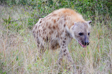 Hyena in Kruger National Park, Mpumalanga, South Africa - 760793618