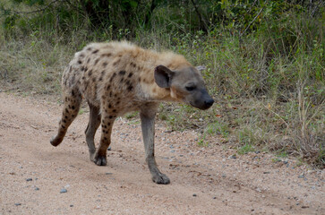 Hyena in Kruger National Park, Mpumalanga, South Africa - 760793632