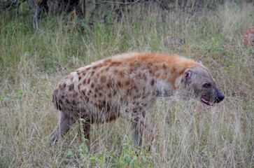 Hyena in Kruger National Park, Mpumalanga, South Africa - 760793645